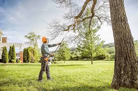 Reliable Castlewood, VA Tree Care Solutions