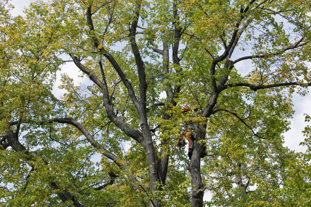 Tree and Shrub Care in Castlewood, VA